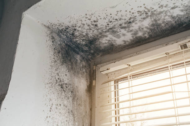 Affordable Basement Mold Remediation solutions in Heathsville, VA