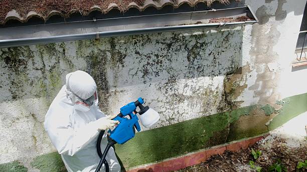 Top rated local Basement Mold Remediation specialists in Heathsville, VA